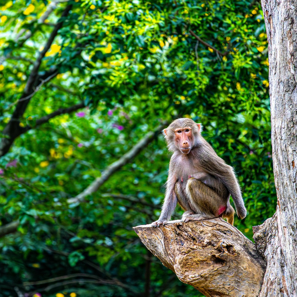Photo du safari Privatif Shikamoo en Tanzanie - Vue 3