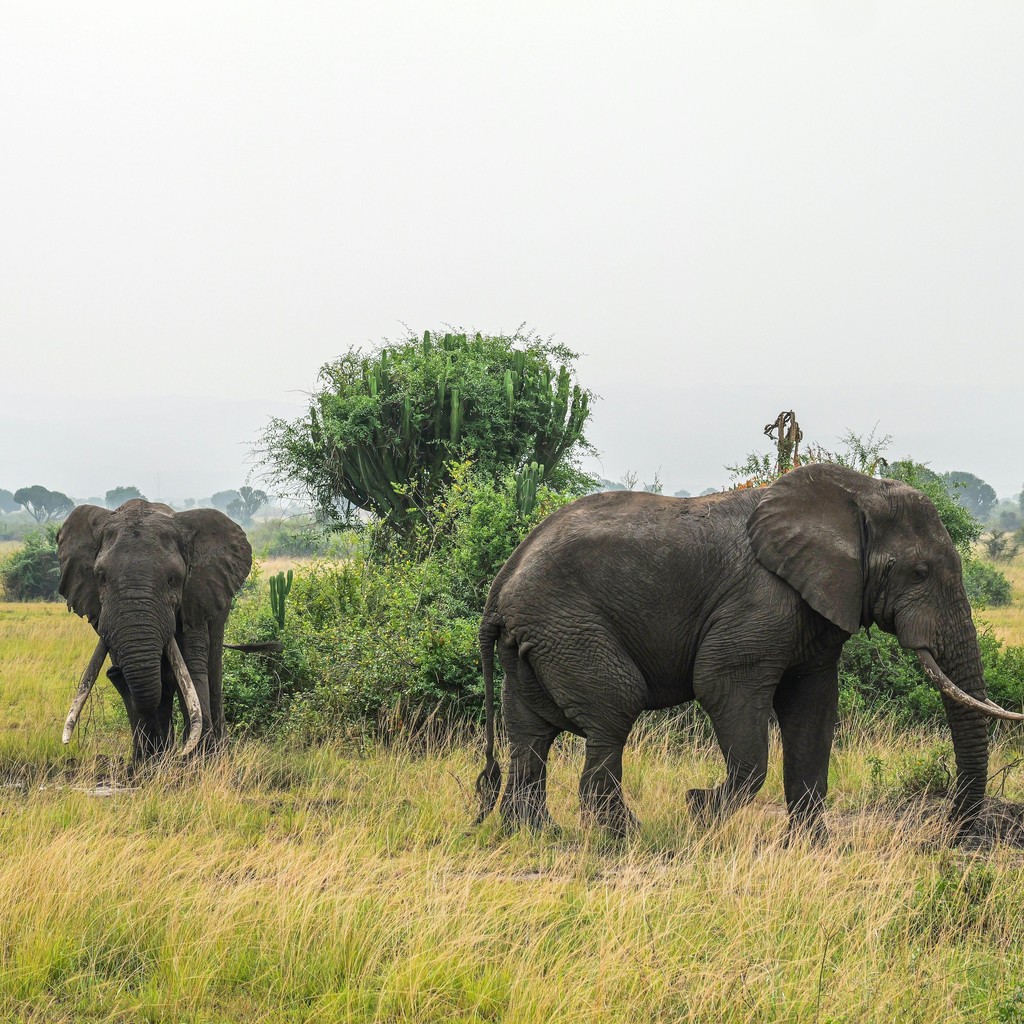 Photo du safari Karibuni 4 jours en Tanzanie - Vue 5